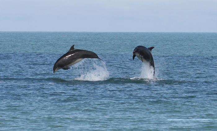 Bottlenose Dolphins,Cardigan Bay